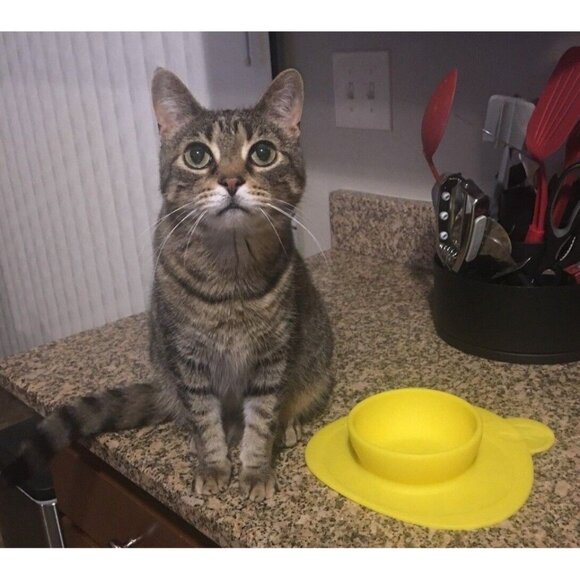 Non Slip Smooth Yellow Bear Bowl Silicone Placemat for Children Infants Pets NEW - Picture 3 of 7